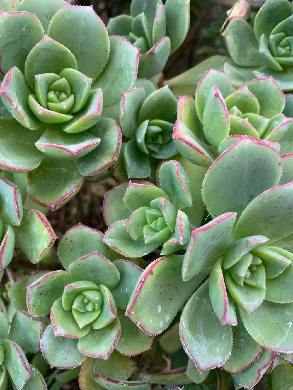 3 Aeonium Kiwi Succulent Cuttings Medium Sized 2-4 inch clipping garden plant